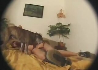 Owner and boxer are enjoying bestiality sex