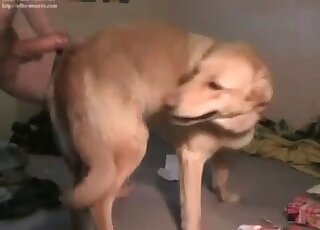Dog sucked by a passionate zoophile slut