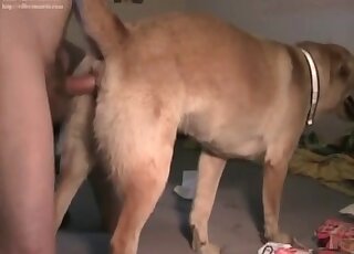 Dog sucked by a passionate zoophile slut