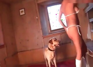 Dog fucks a sexy lady in costume