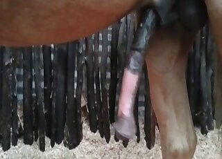 Big-dicked horse fucking a girl