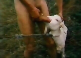 Dude is about to fuck this hot-looking goat
