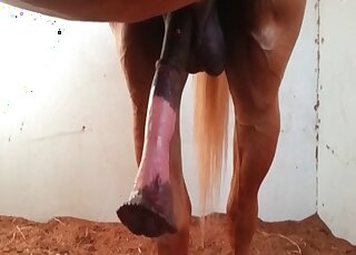 Jacked-up horse enjoying bestiality