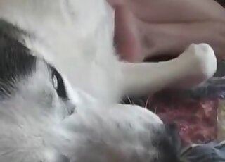 Extremely passionate sex with a mutt