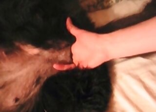 Dog getting fucked and fisted