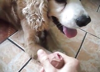 Dog gets to suck a meaty cock in POV