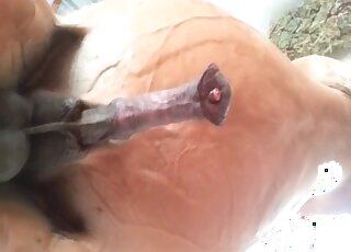 FANTASTIC horse cock footage in HD