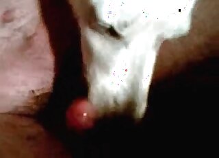 Doggy is tasting my hard boner on camera