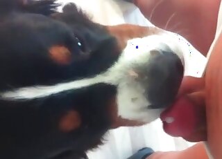 Small-dicked dude gets a BJ from a dog