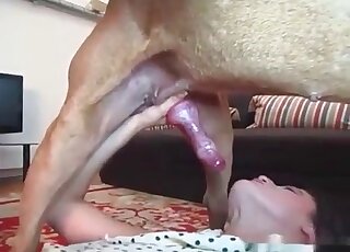 Aroused dog fucking a beauty