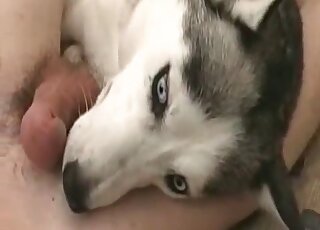 Husky is sucking my huge dick on camera