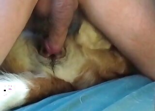 Big cock fucking with a sexy mutt