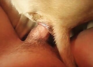 Anal fucking with a really dirty dog