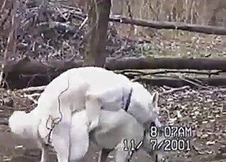 Two white dogs are enjoying quick sex