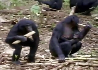 Sexy monkeys having sex in the forest