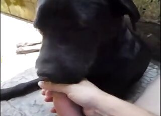 Sad-looking black dog sucking cock