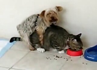 Confused kitty fucked by a small dog