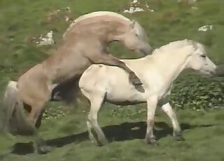 Outdoors action with two horses