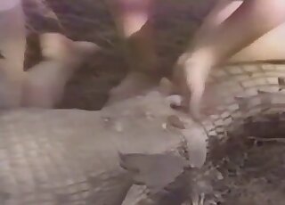 Perverted animal sex lover is playing with an alligator