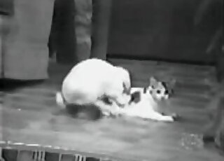 Watch how a real doggy is trying to fuck a nice kitty