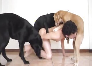 Two black dogs and a hot man have a nice threesome