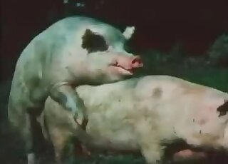 Good pig is enjoying intensive zoophile porn