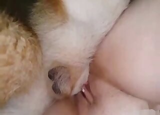 Small animal dick for a little tight cunt