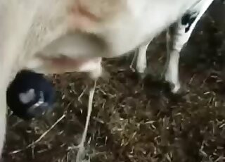 Wonderful bestiality action in a barn