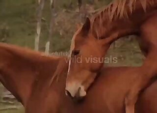 Good brown horses are fucking on the camera