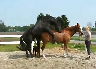 Good black horse fucked a smaller pony in the doggy pose