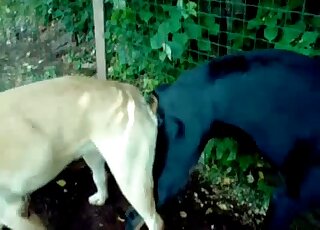 Good white doggy likes intensive bestiality XXX
