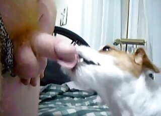 Very cute doggy is licking a nice hard penis
