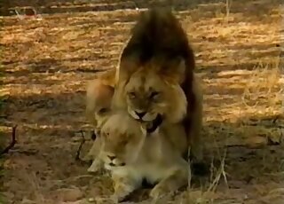 Lioness gets roughly fucked by a huge lion