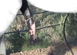 This horse penis looks incredibly hot and tasty