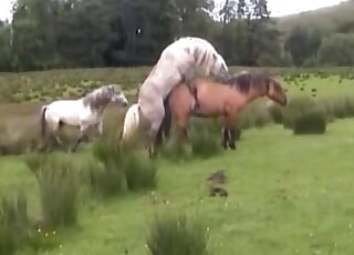 Stunning horse fucks with a cute pony on the cam