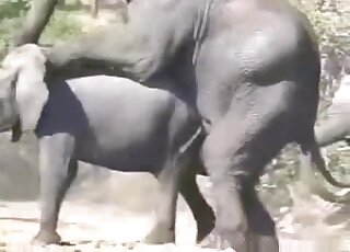 Crazy wild sex with the real Elephants in the desert