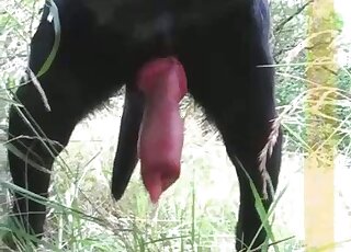 Sweet black dog with a big red penis looks so good