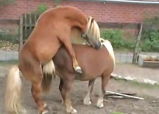 Two ponies are about to fuck like crazy