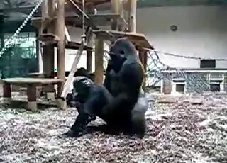 Black monkey is getting fucked by a huge guerilla
