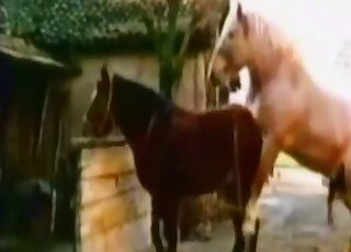 Very sweet horse is enjoying intensive bestiality XXX
