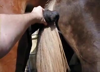 Muscular horse is enjoying intensive bestiality XXX