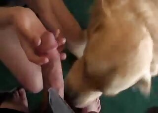 Large Labrador is dominating the pussy of a horny zoophile slut