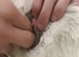 Playing with a hard small penis of a hairy white dog