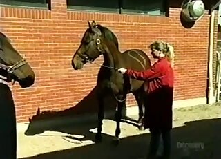 Cute jockey helps her horse to fuck right