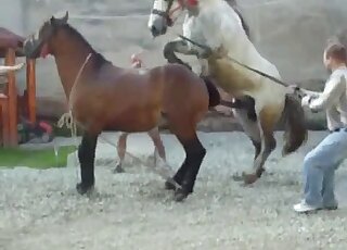 Cute horse likes hardcore sex with another animal