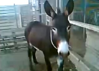 Gorgeous pony screwed from behind on the camera