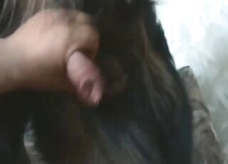 Stimulating a long animal penis in the close-up angle