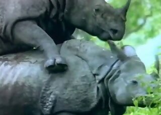 Two brutal dark rhinos have sex in the doggy style
