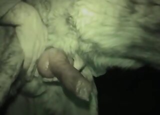 Stimulating a nice big penis of a sensual animal