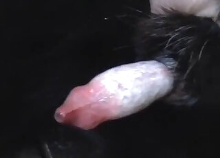 Sexy doggy is licking his small dick